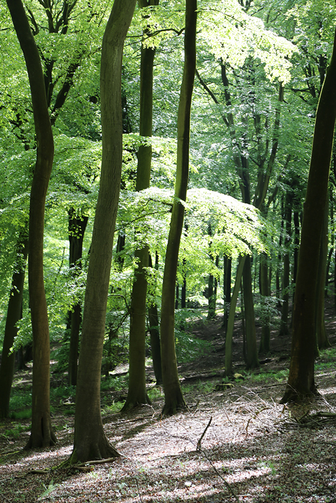 Buckinghamshire Firewood from the Wormsley Estate